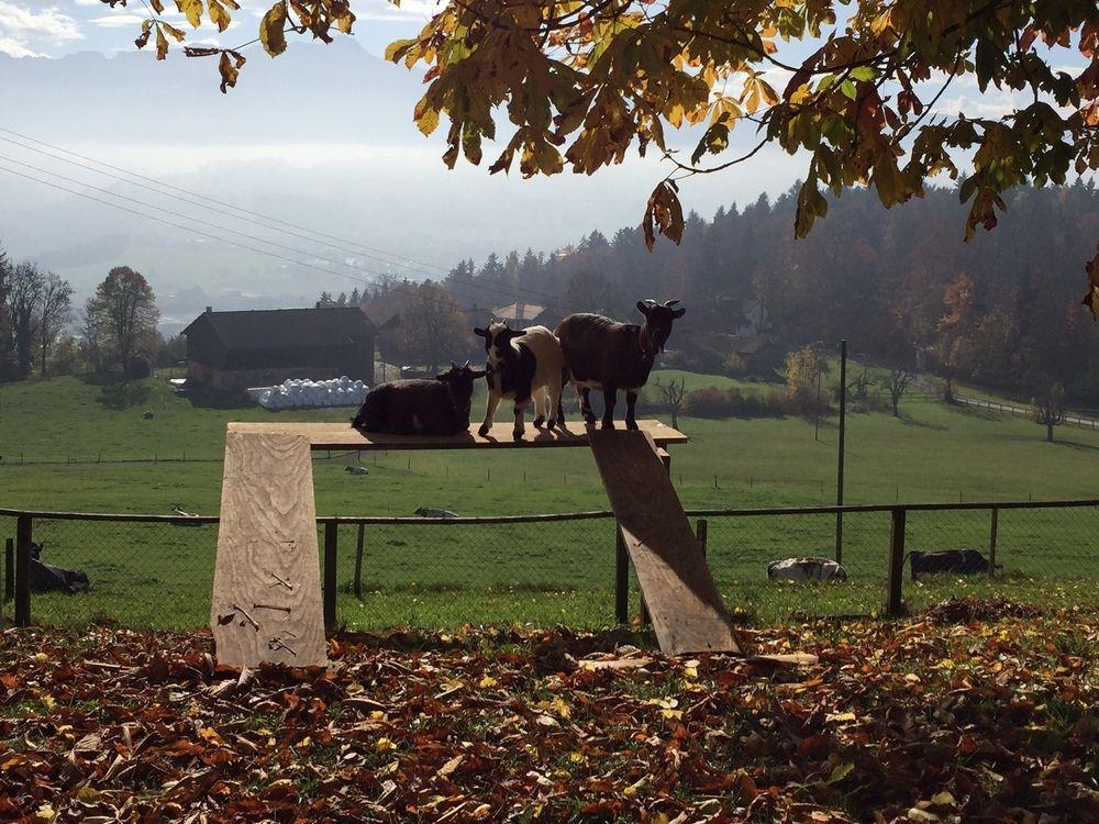Landgasthof Santisblick Hotel Abtwil Luaran gambar